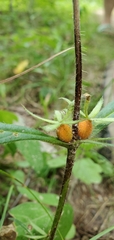 Triosteum angustifolium
