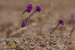 Phacelia calthifolia
