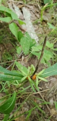 Triosteum angustifolium