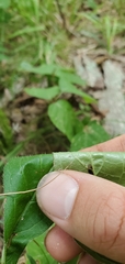 Triosteum angustifolium