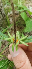 Triosteum angustifolium