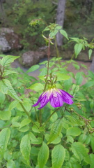 Dahlia sherffii