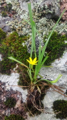 Hypoxis mexicana