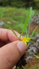 Hypoxis mexicana