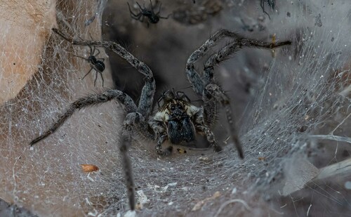 Sosippus californicus