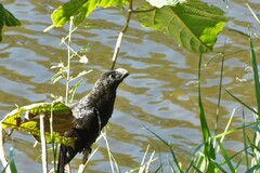 Crotophaga ani