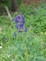 Delphinium barbeyi