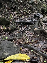 Bothrops lanceolatus