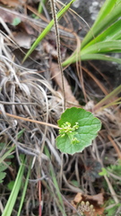 Micropleura renifolia