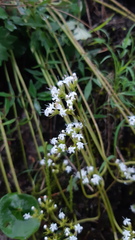 Valeriana deltoidea