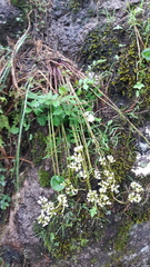 Valeriana deltoidea