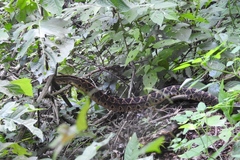 Crotalus ehecatl
