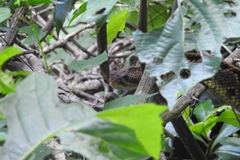 Crotalus ehecatl
