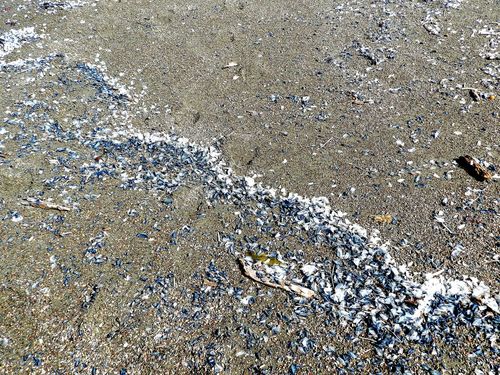 photo of By-the-wind Sailor (Velella velella)