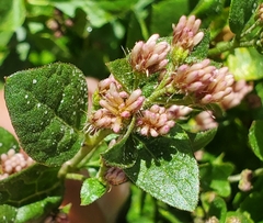 Ageratina occidentalis