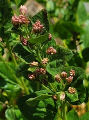 Ageratina occidentalis