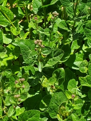 Ageratina occidentalis