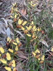 Diuris brumalis