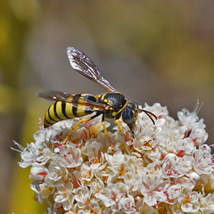 Bicyrtes capnopterus