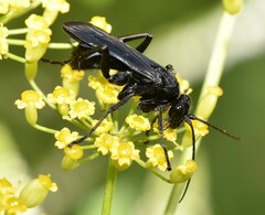 Anoplius