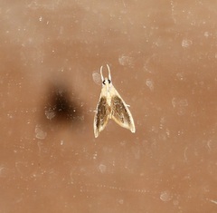 Glaphyria fulminalis