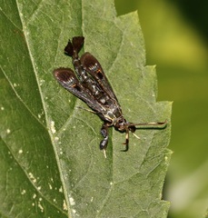 Albuna fraxini