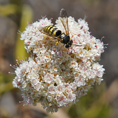 Bicyrtes capnopterus