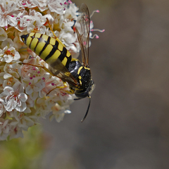 Bicyrtes capnopterus