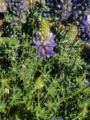 Lupinus lepidus confertus