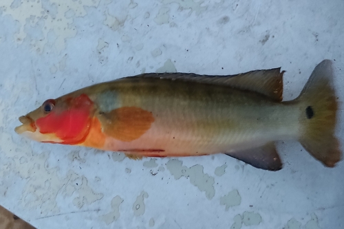 Pike cichlid (Crenicichla lugubris) — Cichlidae — 4