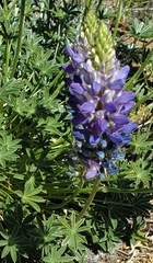Lupinus lepidus confertus