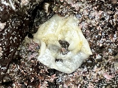 Onchidoris bilamellata