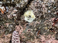 Onchidoris bilamellata
