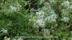 Clematis aethusifolia