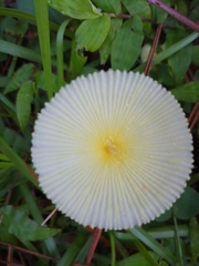 Leucocoprinus fragilissimus image
