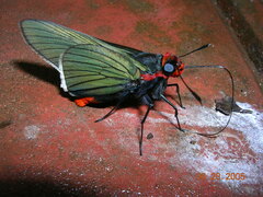 Pyrrhopygopsis socrates