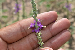 Dalea lanata terminalis