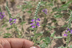 Dalea lanata terminalis