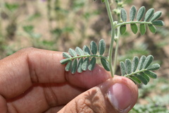 Dalea lanata terminalis