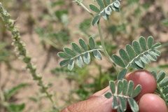 Dalea lanata terminalis
