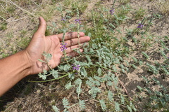 Dalea lanata terminalis