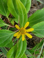 Wollastonia