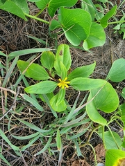 Wollastonia
