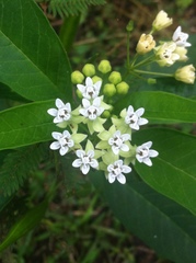 Asclepias nivea