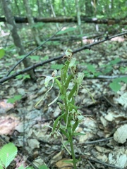 Platanthera macrophylla