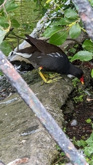 Gallinula chloropus