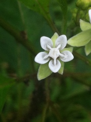 Asclepias nivea