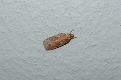 Agonopterix ciliella