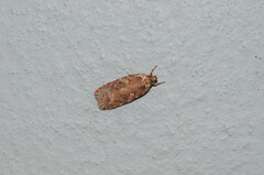 Agonopterix ciliella