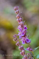 Teucrium salviastrum